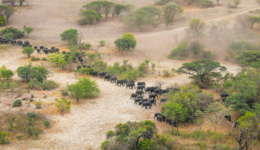 Elephants embark on a daily journey from their safe havens away from human habitation to the Zambezi River during the dry season. Navigating through migration corridors, essential pathways connecting habitats, these elephants face the unavoidable traverse through human settlements. The existence of safe migration corridors underscore the necessity of coexistence between elephants and communities as they traverse landscapes to meet their essential needs.